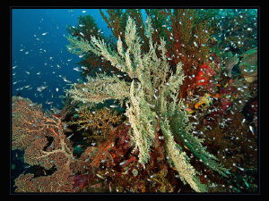"Raja Ampat Corals"

Some colors to celebrate the end o... by Henry Jager 